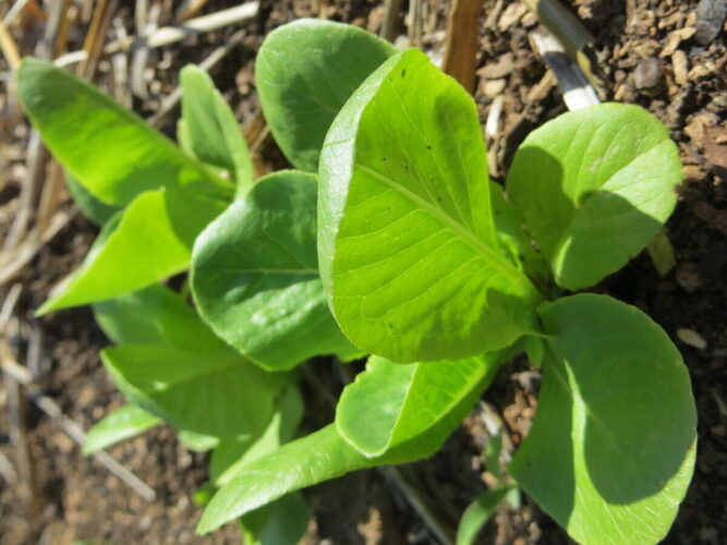 Winter Sow Your Spring Garden Now!